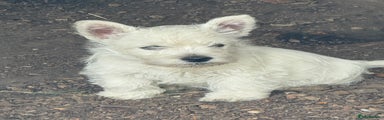 West Highland Terrier Puppy 3