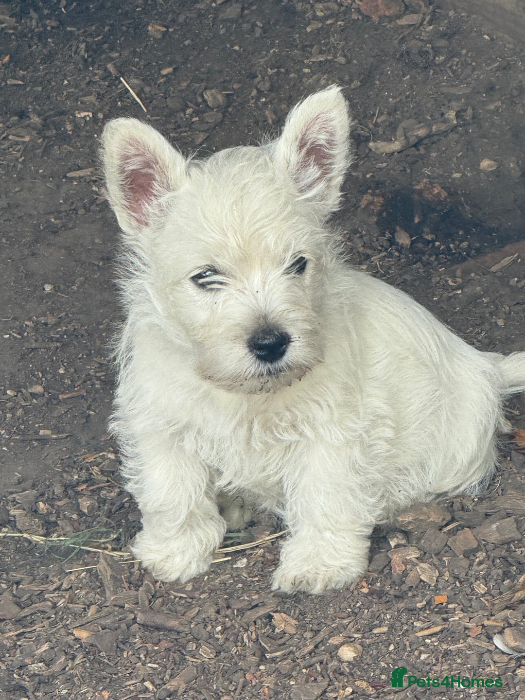 West Highland Terrier dogs for sale: Stunning West Highland White Terrier Babies - Image 2