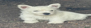 West Highland Terrier Puppy 3