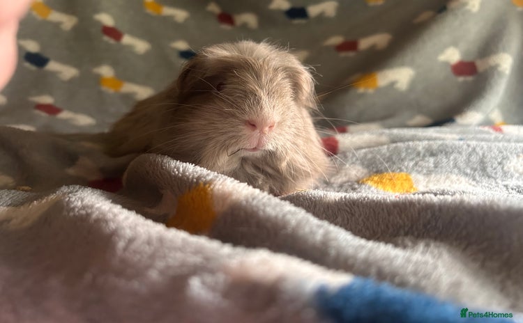 Guinea Pig rodents - Advert 4