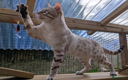 Bengal cats for sale: 🖤🤎 Gorgeous Bengal Kittens 🤎🖤 - Image 38
