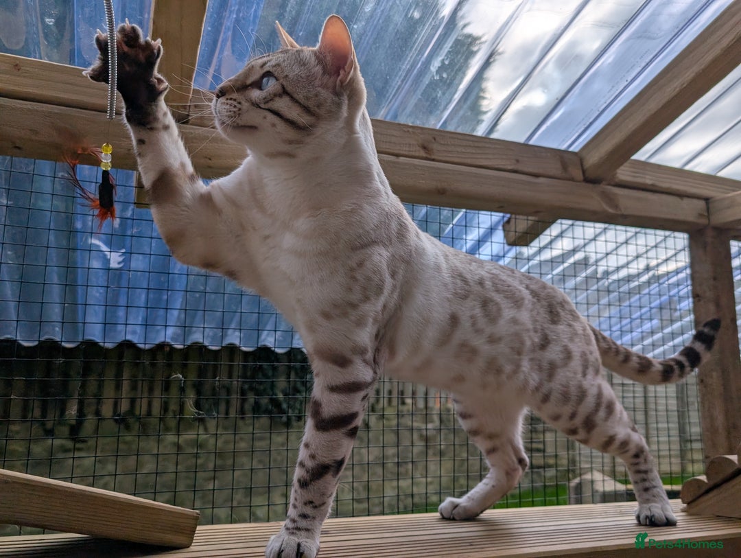 Bengal cats for sale: 🖤🤎 Gorgeous Bengal Kittens 🤎🖤 - Image 38