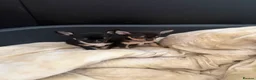 Chihuahua dogs for sale: Pablo and Diego  in Bolton - Advert 5