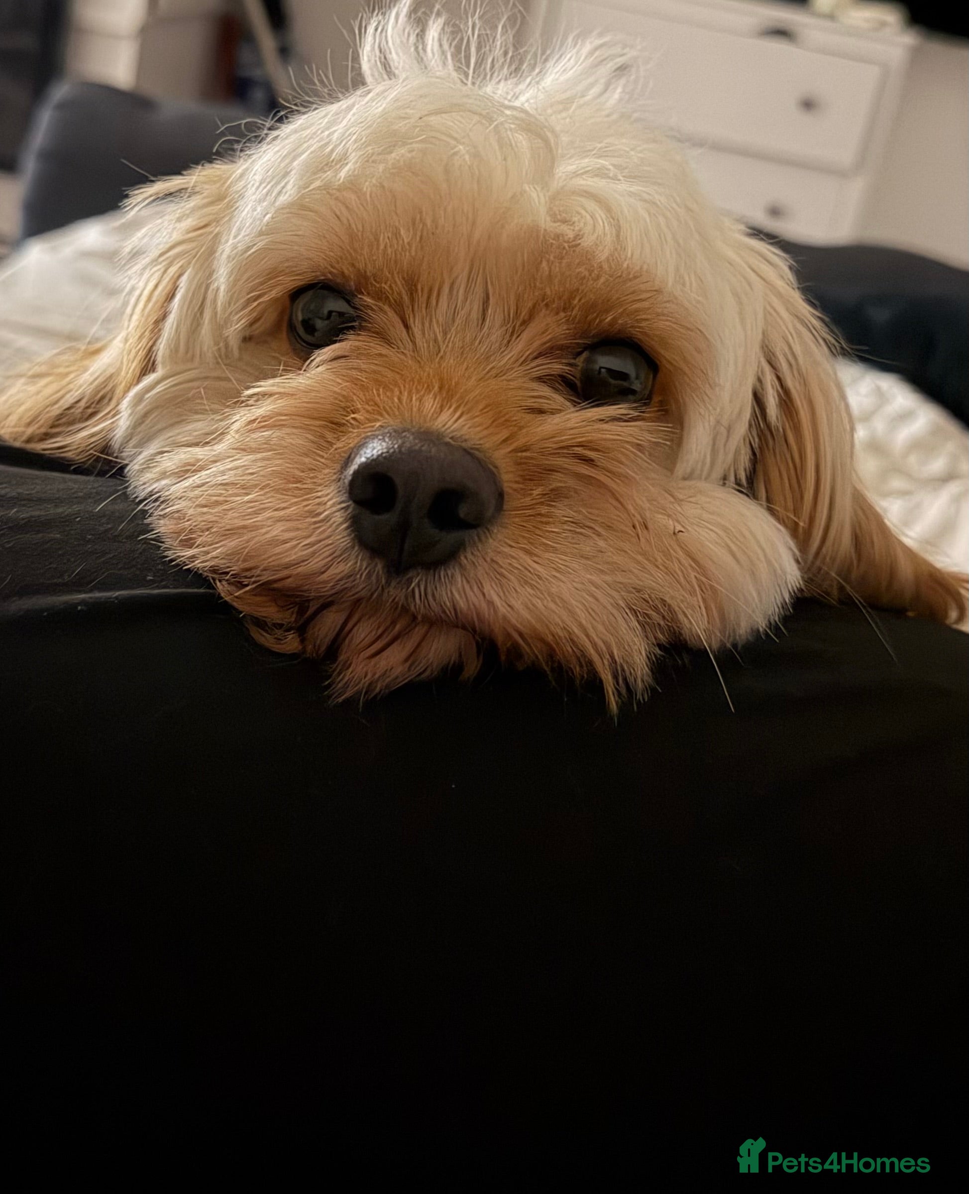 Cockapoo dogs Milo - Cavapoo - Advert 1