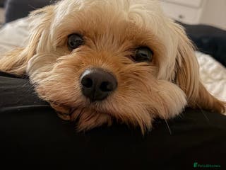 Cockapoo dogs Milo - Cavapoo - Advert 13