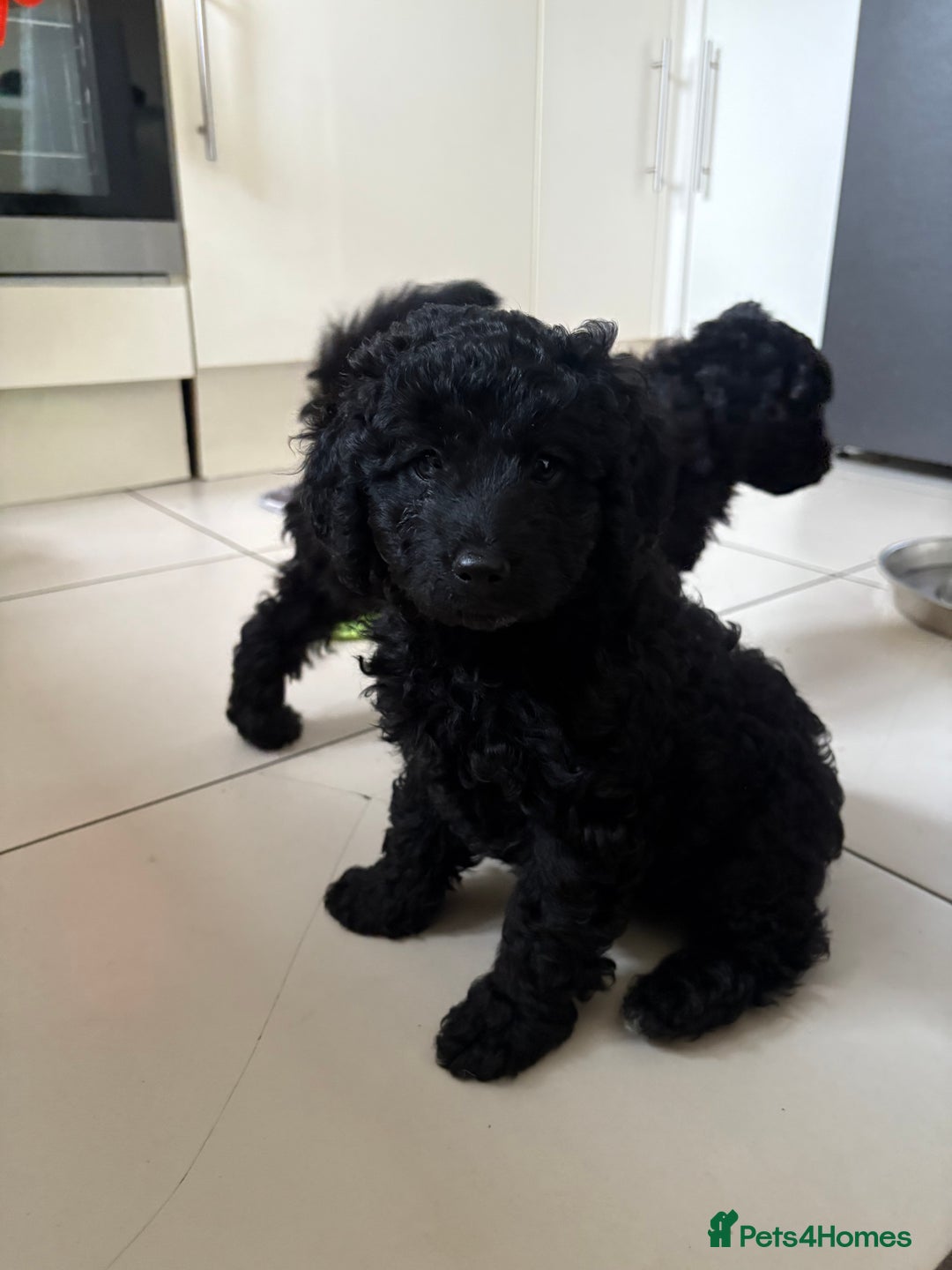 Cockapoo dogs for sale: Beautiful Cockerpoo F2b Puppies - Advert 4