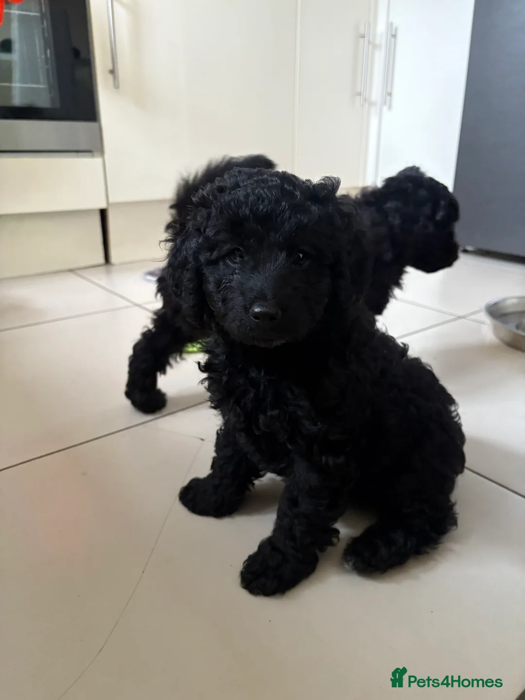 Cockapoo dogs for sale: Beautiful Cockerpoo F2b Puppies - Advert 3