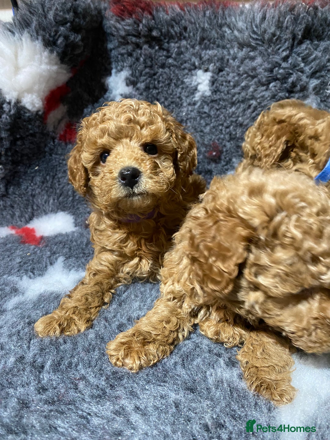 Toy Poodle dogs for sale: KC Toy Poodles Health Tested - Advert 2