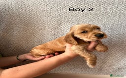 Cocker Spaniel dogs for sale: Golden English Show Cocker Spaniel puppies - Image 16