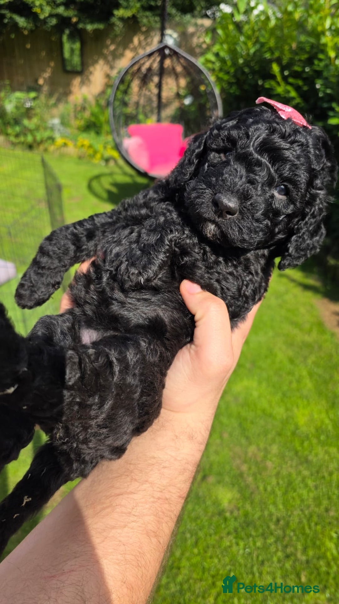 Australian Labradoodle dogs for sale: Reduced-Multigen Aussie Labradoodles curly/nonshed - Image 34