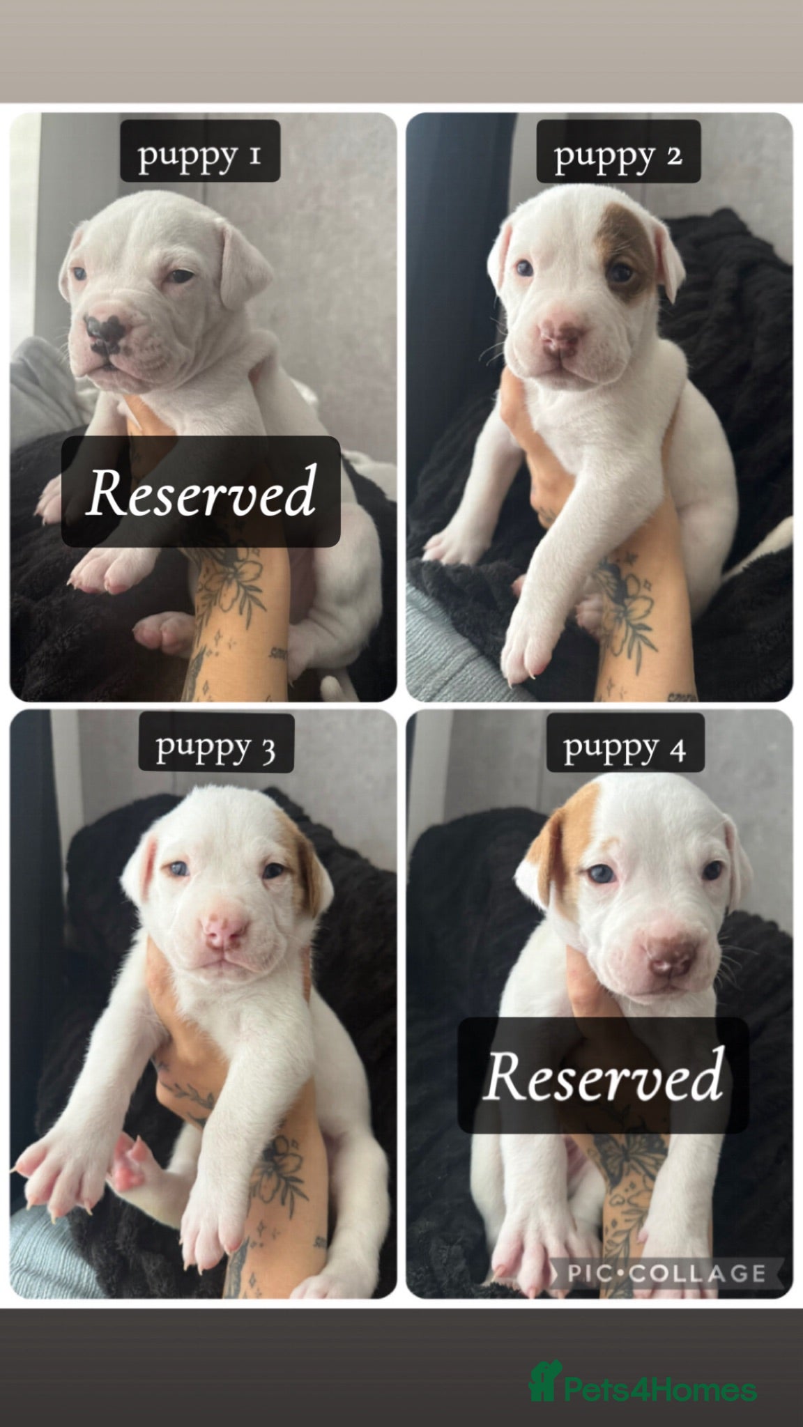American Bulldog dogs American Bulldog Puppies - Advert 2