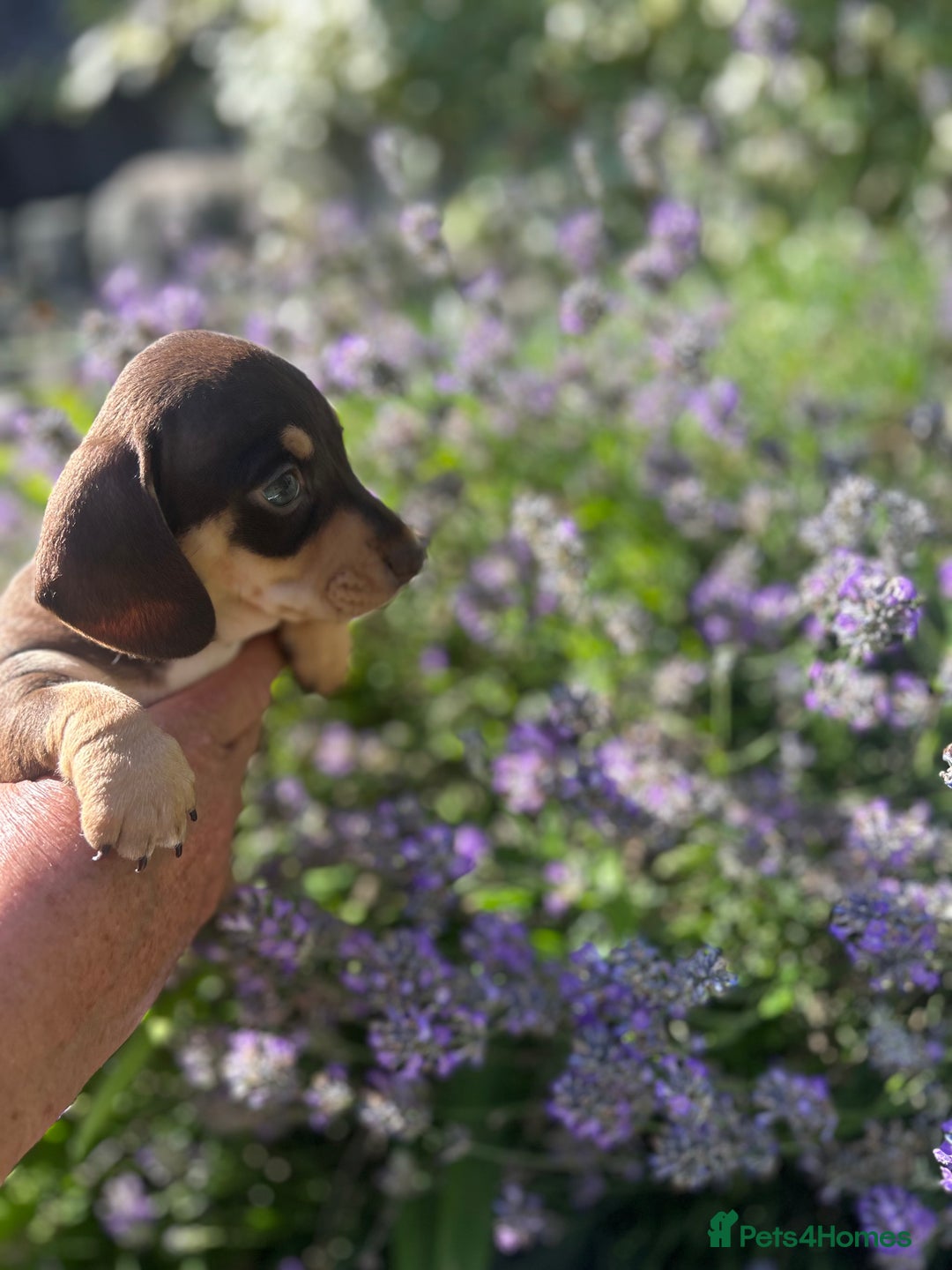 Miniature Dachshund dogs for sale: Miniature Dachshund Puppies  - Image 3