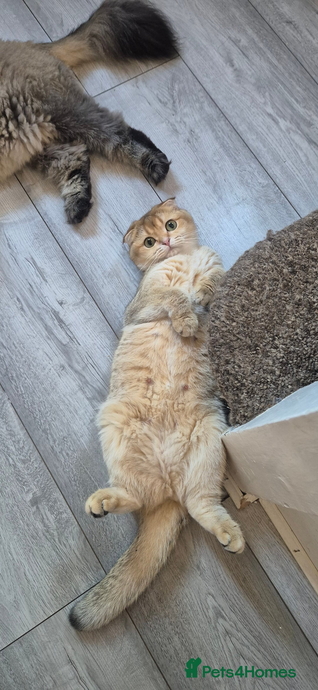 Scottish Fold cats for sale: Beautiful registered Scottish fold girl - Image 7