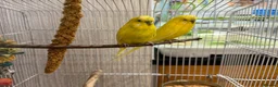 Budgerigars birds for sale: 2 beautiful young  budgies/cage/accessories - Advert 1