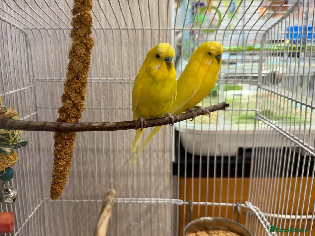 Budgerigars birds for sale: 2 beautiful young  budgies/cage/accessories - Advert 1