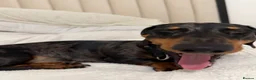 Miniature Dachshund dogs for sale: 🐾 Our Little Dusty — Loving Home Wanted 🐾 in Glasgow - Advert 9