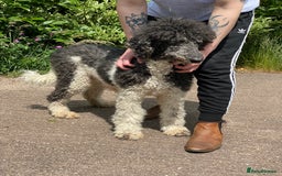 Standard Poodle dogs for sale: KC reg 4yr old parti standard poodle - Image 3
