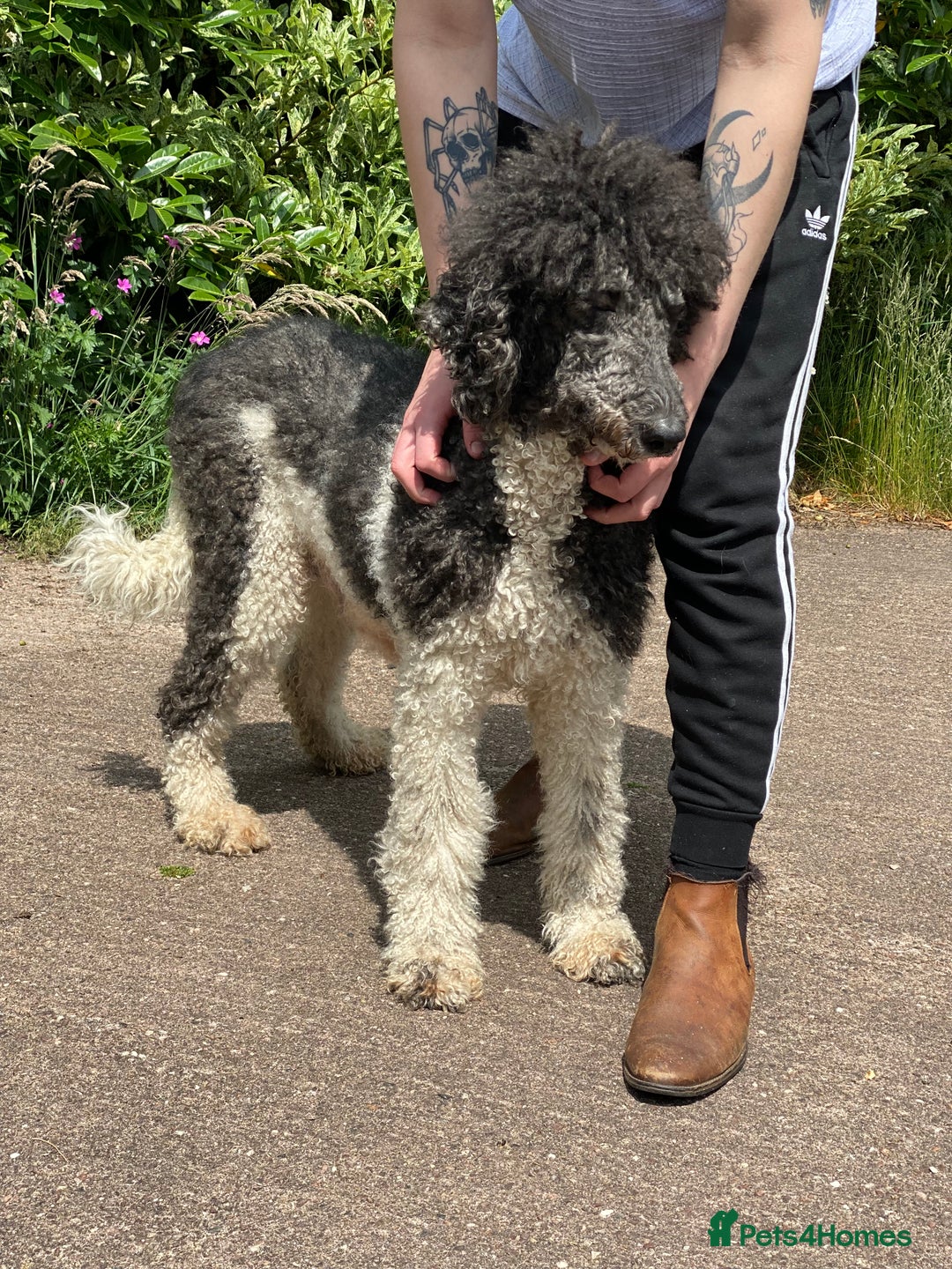 Standard Poodle dogs for sale: KC reg 4yr old parti standard poodle - Image 3
