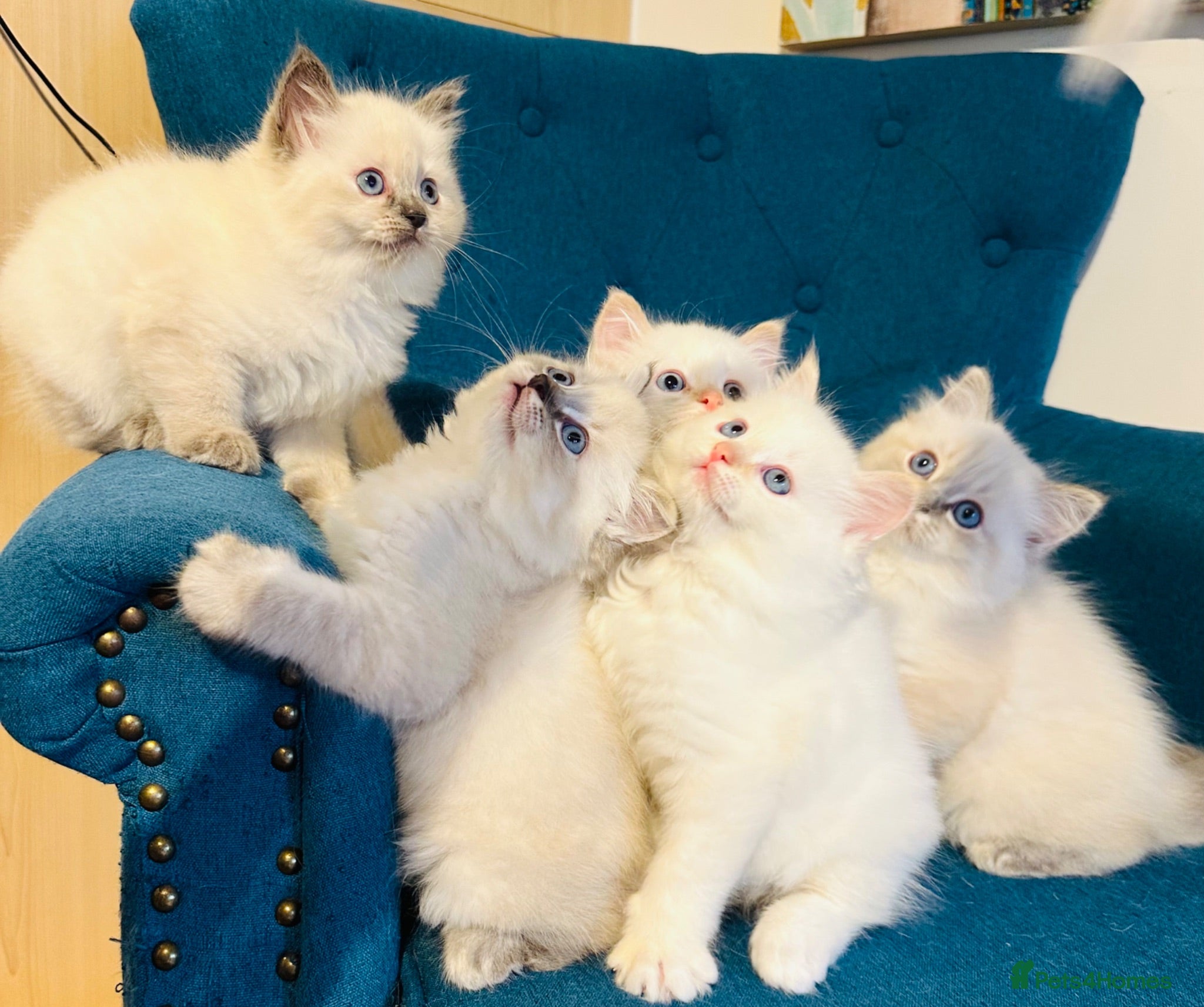 Siberian cats Sibirian Neva Mosquerad/Ragdoll blue mittens  - Advert 15