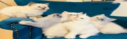 Siberian cats for sale: Save and check for next litter.  Siberian - Advert 3