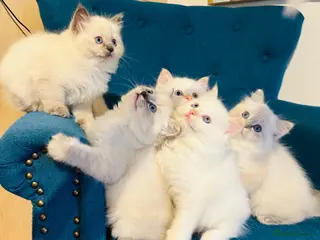 Siberian cats Sibirian Neva Mosquerad/Ragdoll blue mittens - Advert 5