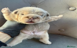 English Bulldog dogs for sale: KC Quality English Bulldogs  - Image 7