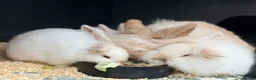 Mini Lion Lop rabbits for sale: Stunning Mini LionLops for Sale  - Advert 2