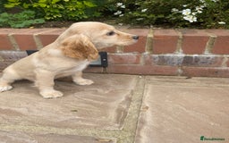 Cocker Spaniel dogs for sale: Gorgeous Adorable Golden Type Cocker  Spaniel  - Image 5