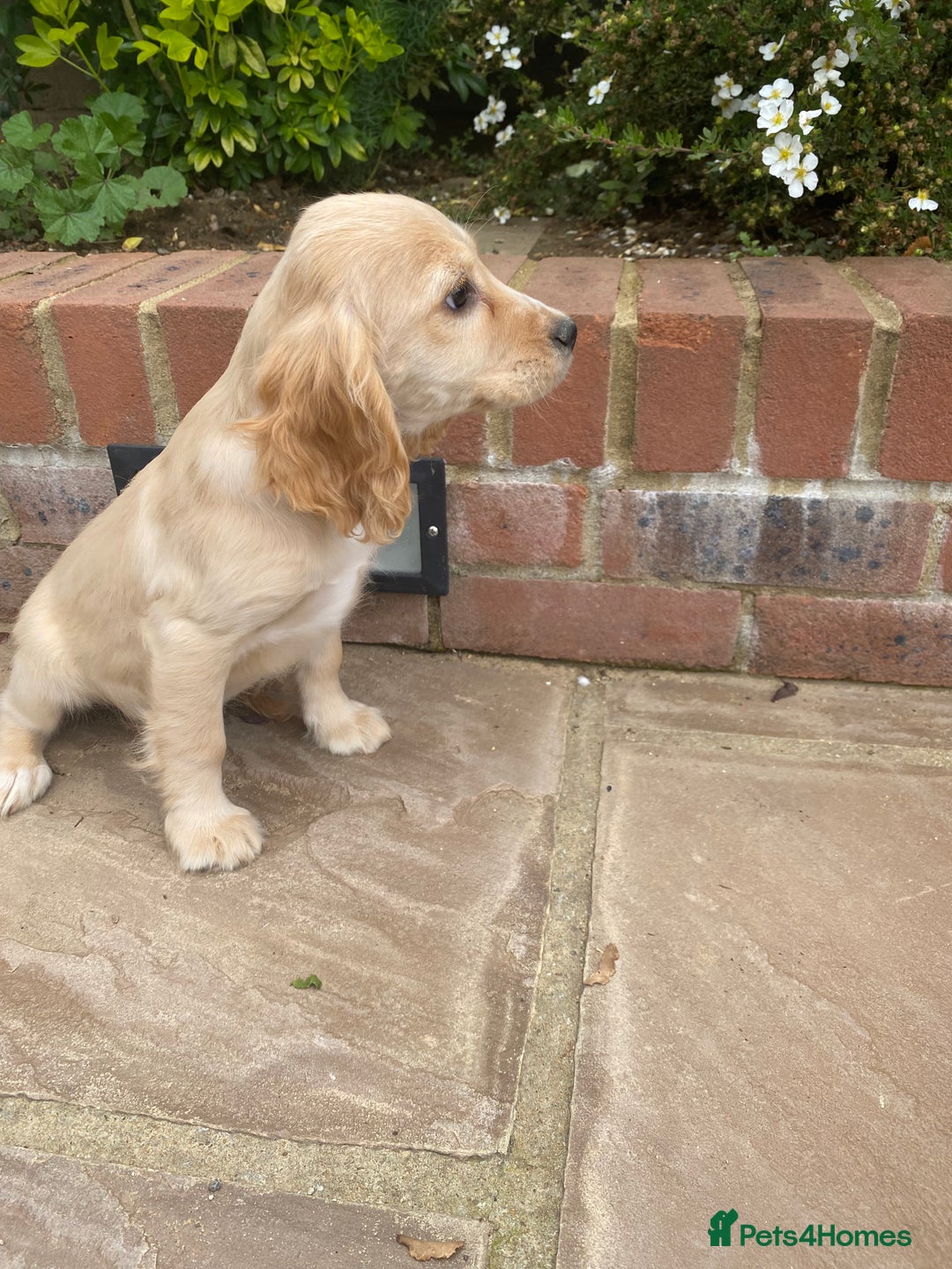 Cocker Spaniel dogs for sale: Gorgeous Adorable Golden Type Cocker  Spaniel  - Image 5