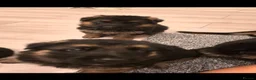 German Shepherd dogs for sale: 10 BEAUTIFUL GERMAN SHEPHERD PUPPIES - Advert 10