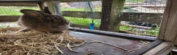Mixed Breed rabbits for sale: Mixed breed rabbits in Bridgend - Advert 7