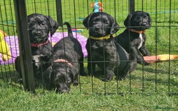 Springador dogs for sale: 💥FULL HEALTH TESTED BLACK SPRINGERDORS FOR SALE💥 in Market Drayton - Image 10