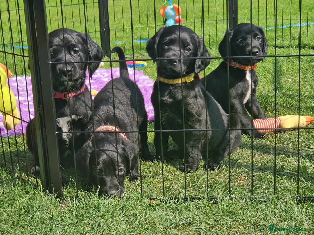Springador dogs for sale: 💥FULL HEALTH TESTED BLACK SPRINGERDORS FOR SALE💥 in Market Drayton - Image 10
