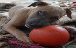 Mixed Breed dogs for sale: Mixed Breed w/Lurcher Mix Puppies ready for a home - Image 4