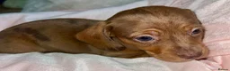 Miniature Dachshund dogs for sale: Lovely Mini dachshund puppies  - Advert 17