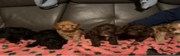 Cockapoo dogs for sale: F1 cockapoos  - Advert 3