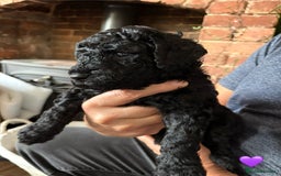 Labradoodle dogs for sale: Labradoodle Puppies 10 weeks 14 Nov 25 - Image 17