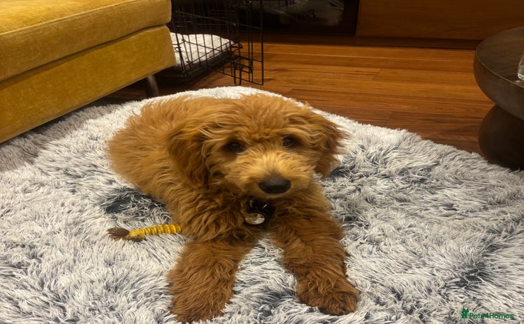 Mini Goldendoodle dogs - Advert 5