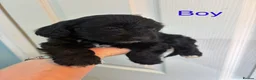 Cockapoo dogs for sale: Beautiful cockerpoo puppies  - Advert 9