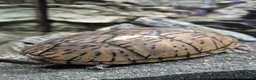 Turtle reptiles for sale: Loggerhead Musk Turtle - Advert 4