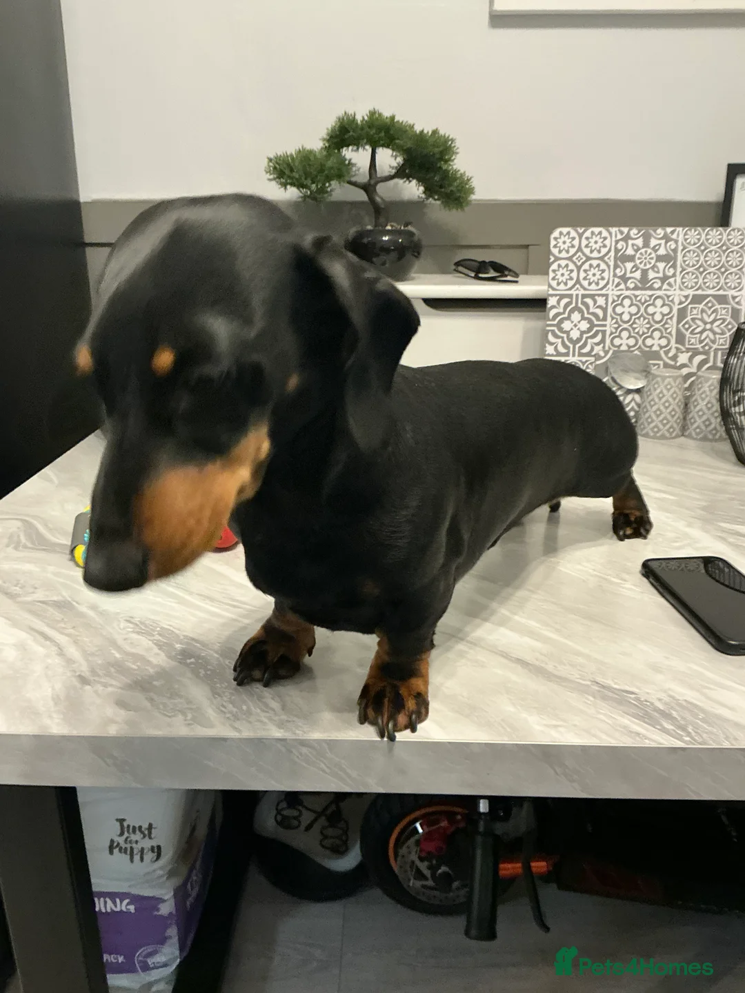 Miniature Dachshund dogs for stud: STUD 2 KC registered Miniature Dachshunds  - Advert 1