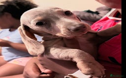 Miniature Dachshund dogs for sale: PRICE NEGOTIABLE Beautiful Isabella dachshund pups - Image 7