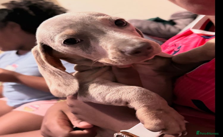 Miniature Dachshund dogs - Advert 1