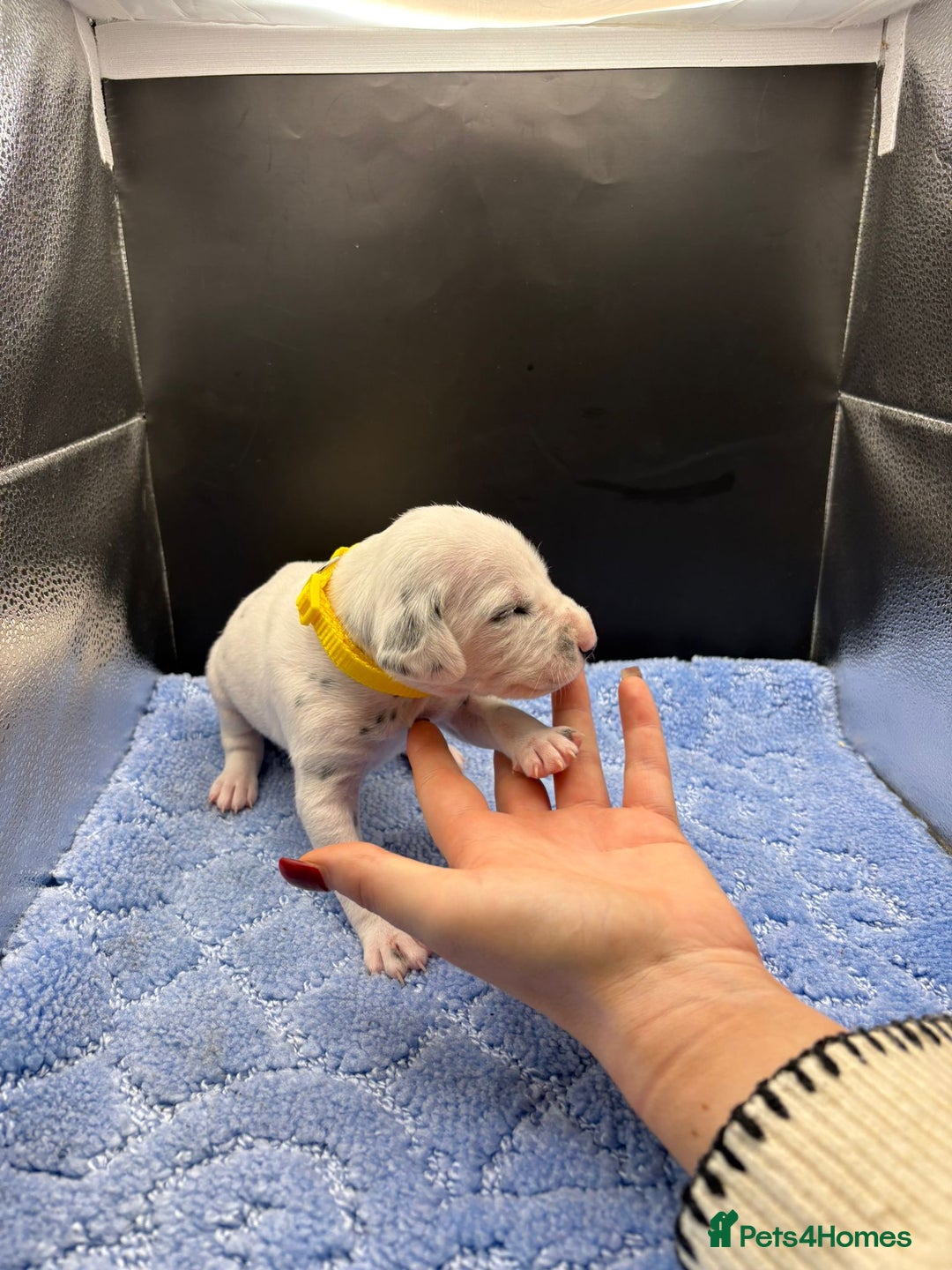 Dalmatian dogs for sale: 5 Generation KC Registered Dalmatians Boys - Advert 17