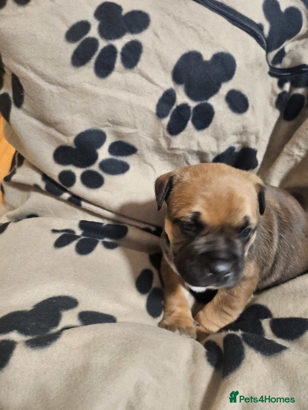 Mixed Breed dogs for sale: Mixed breed puppies - Advert 10