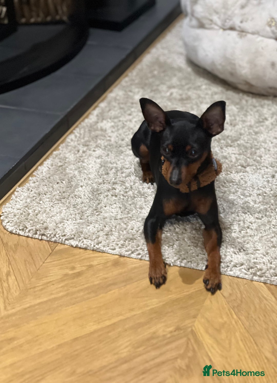Miniature Pinscher dogs for sale: Stunning Miniature Pinschers - Advert 2