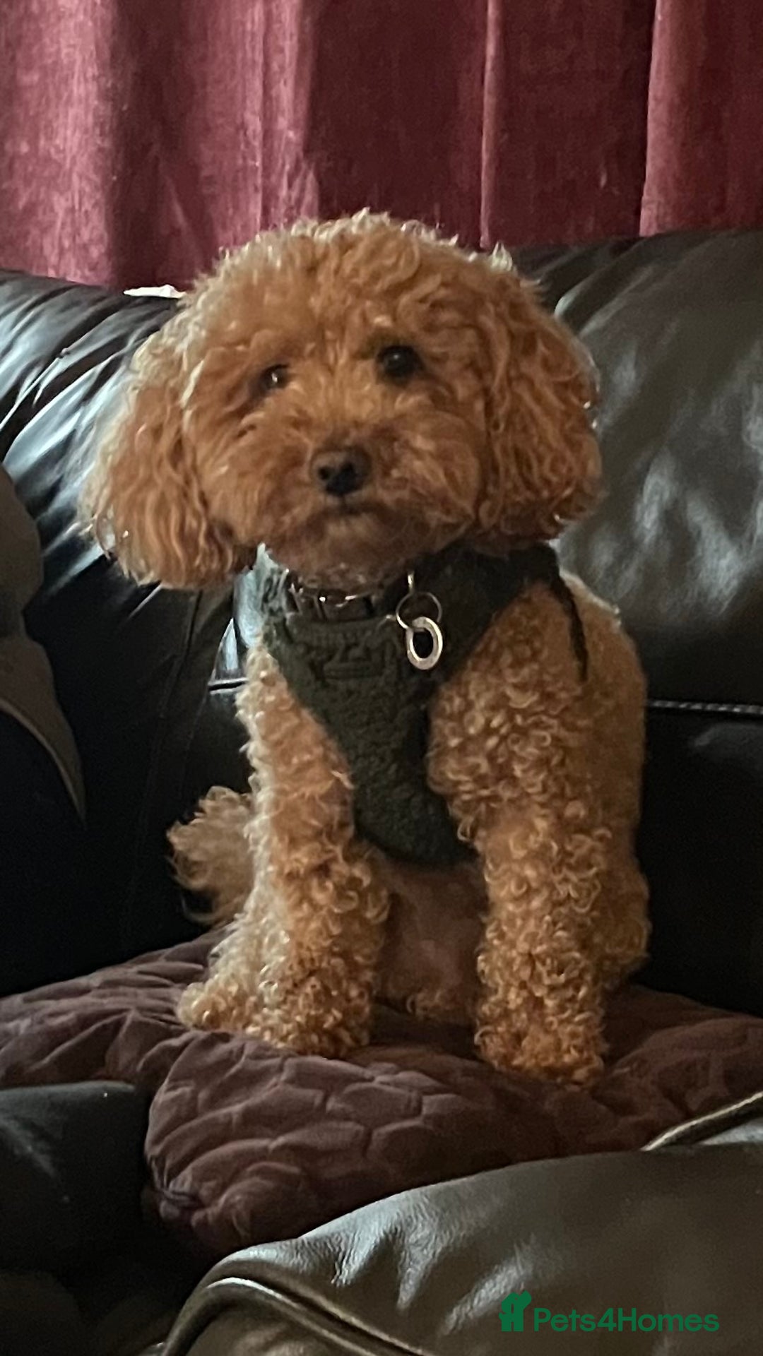 Poochon dogs for stud: Teddy the poochon, delightful and loving - Advert 3