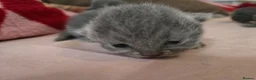 British Shorthair cats for sale: Beautiful  British Shorthair Kittens in Bournemouth - Advert 22