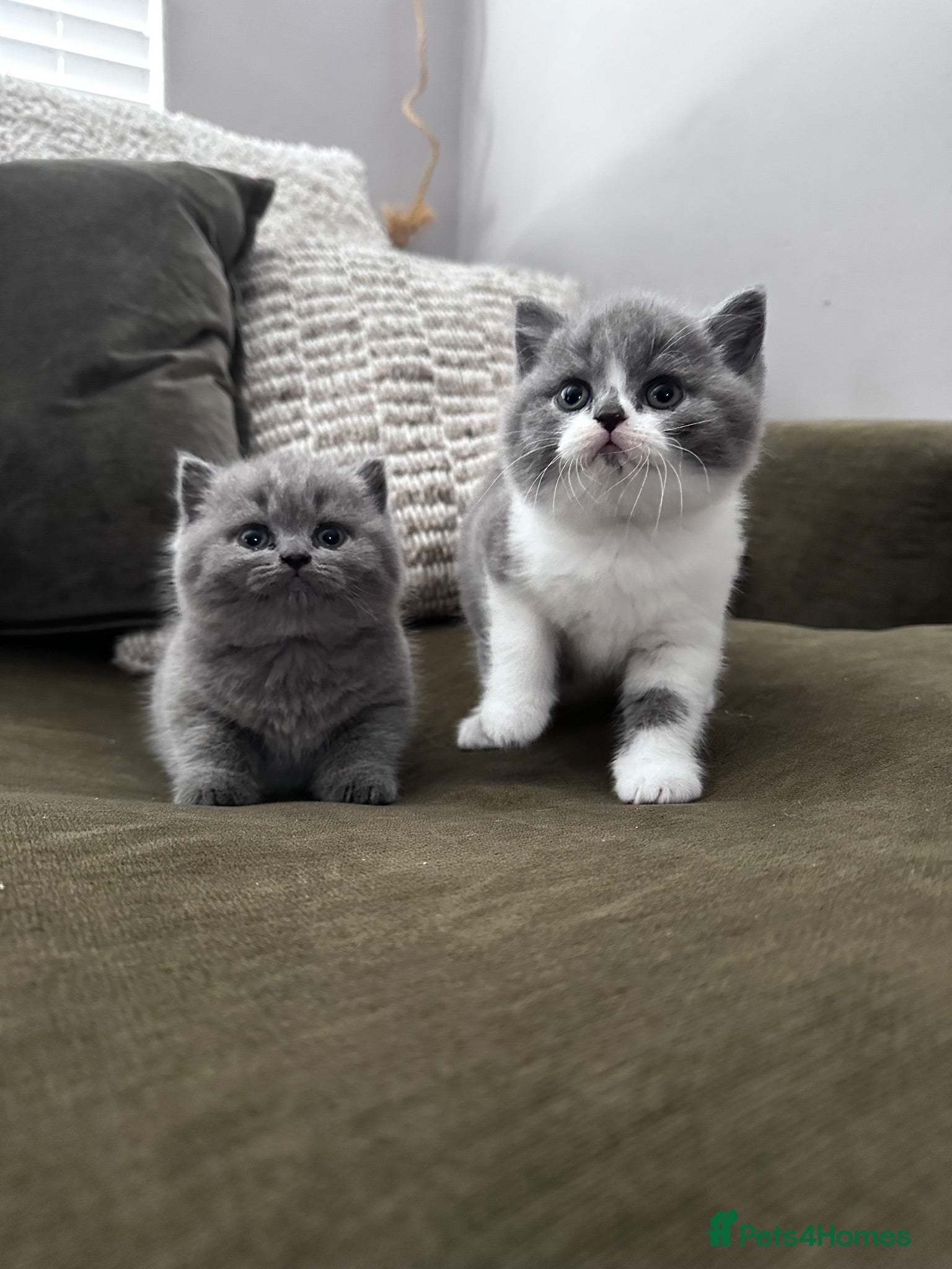 British Shorthair cats GCCF Registered British Shorthair Kittens  - Advert 1