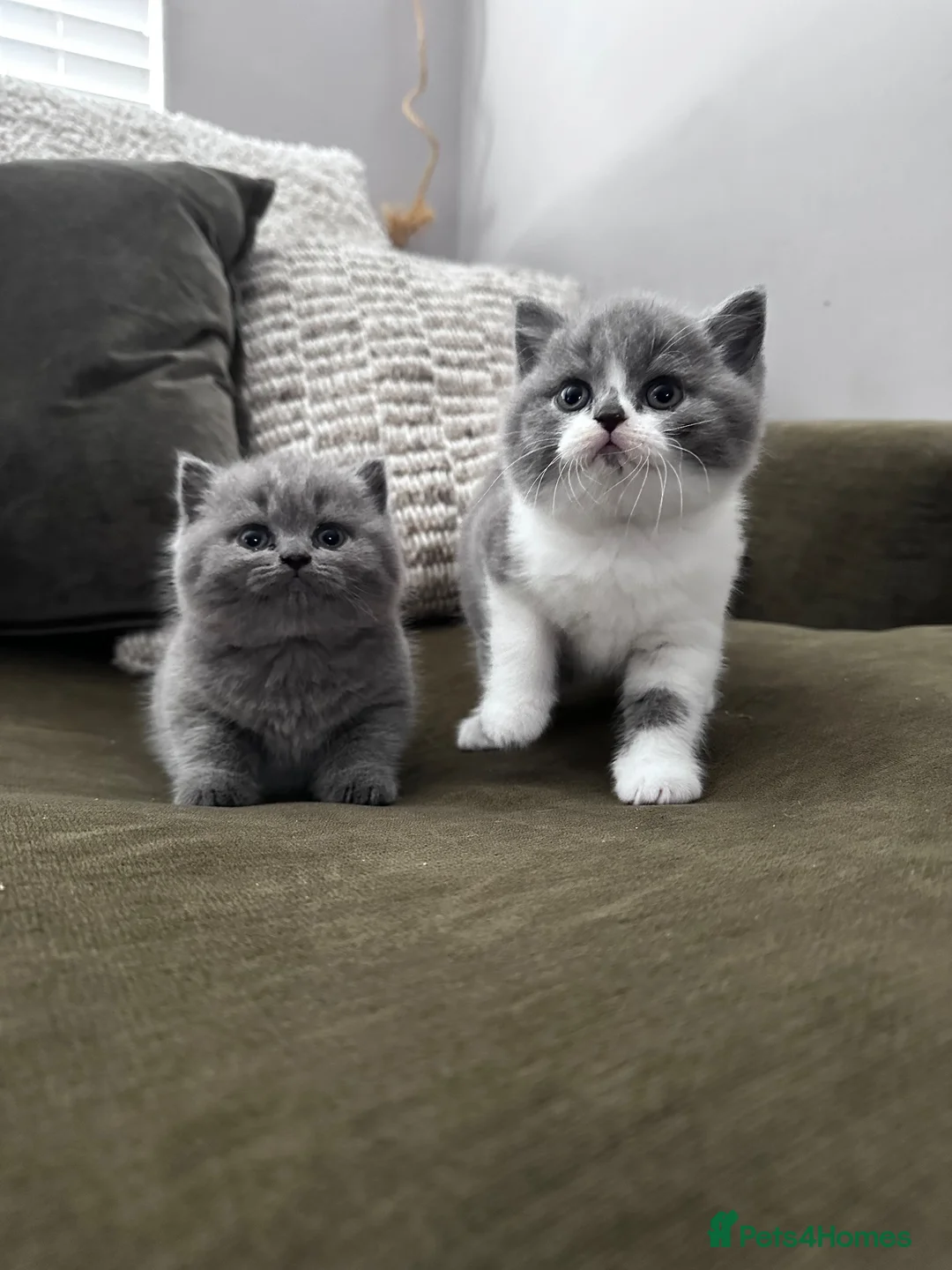 British Shorthair cats for sale: GCCF Registered British Shorthair Kittens  - Advert 1
